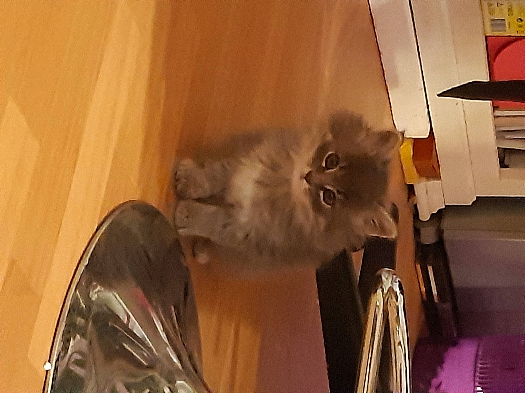 Petit Prince participe au concours pour gagner de l'argent avec cette photo : british_longhair, carnivore, cat, fawn, felidae, fur, hardwood, persian, ragdoll, room, small_to_medium_sized_cats, tail, whiskers, wood