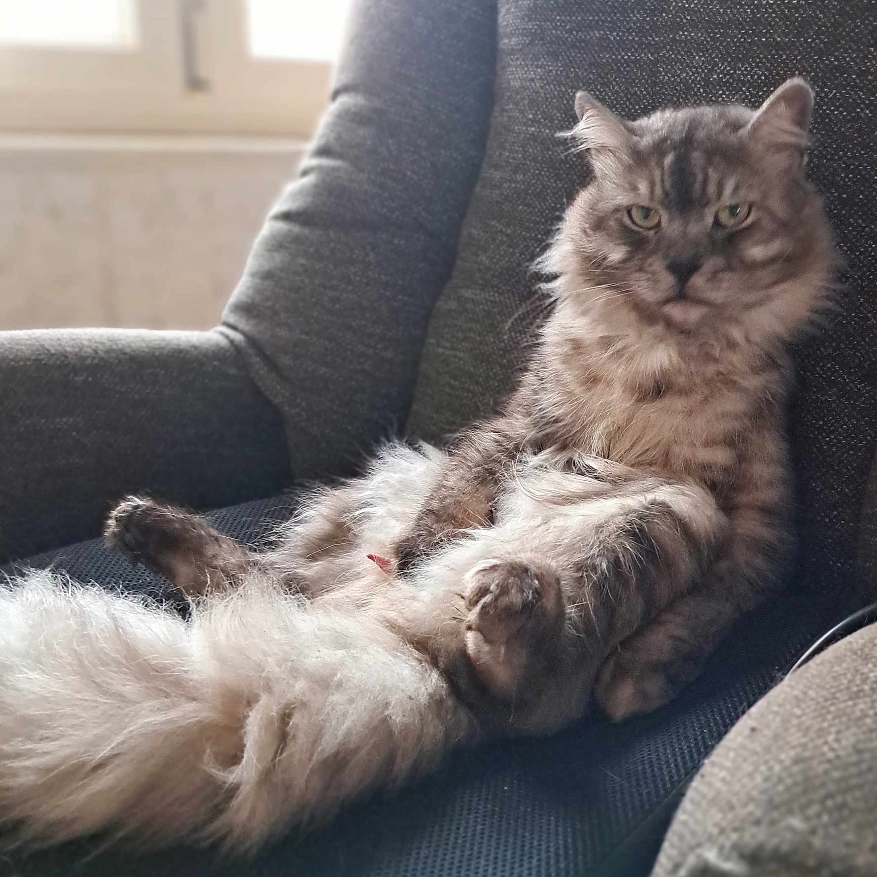 Sunny a rejoint le concours — aidez-le/la à gagner de superbes lots ! abyssinian, angora, animal, architecture, armchair, building, cat, chair, couch, cushion, furniture, homedecor, indoors, kitten, livingroom, manx, person, pet, room, sleeping