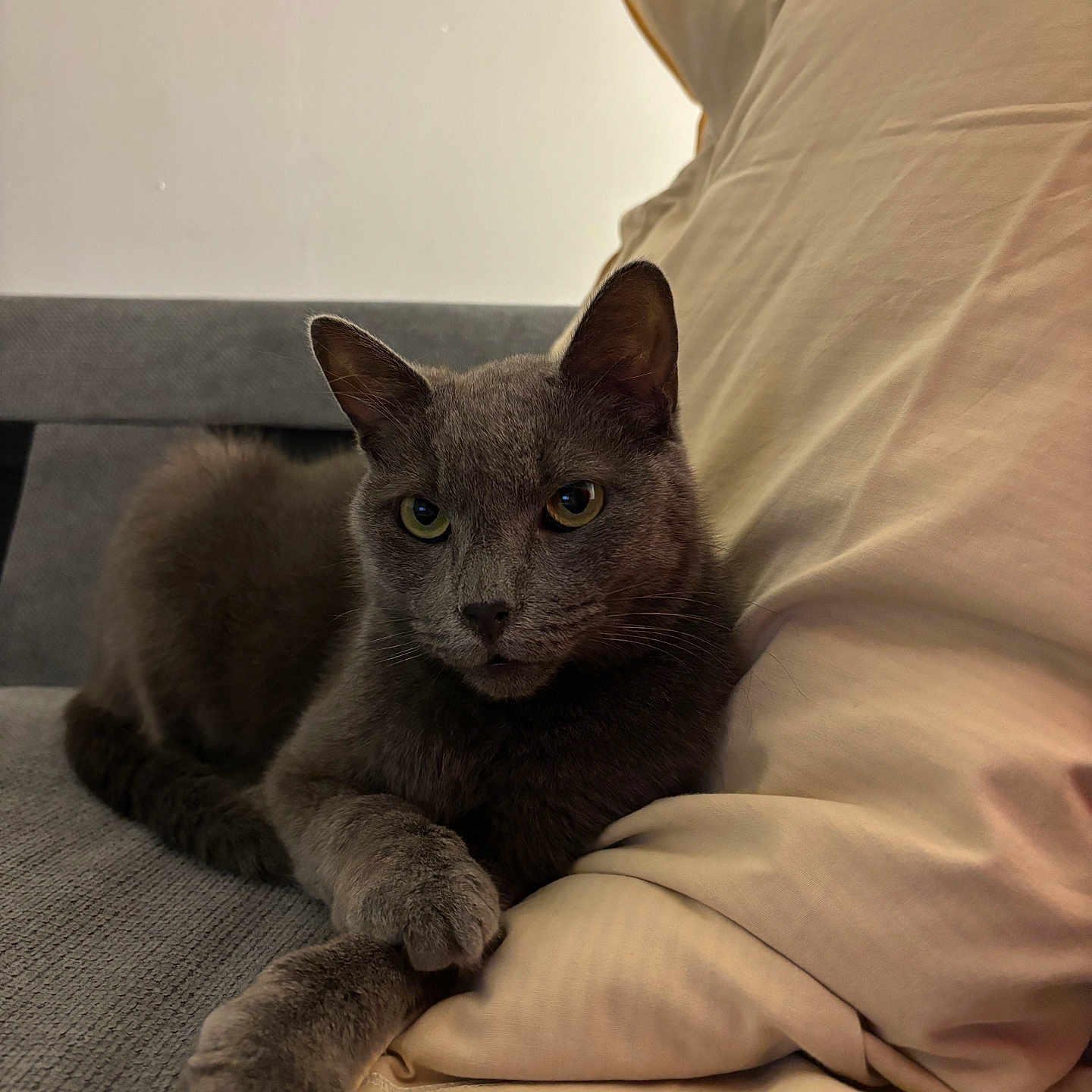Bébé Chat a rejoint le concours — aidez-le/la à gagner de superbes lots ! abyssinian, animal, armchair, bed, blackcat, blanket, cat, chair, computer, couch, cushion, electronics, furniture, homedecor, kitten, laptop, linen, manx, pc, pet