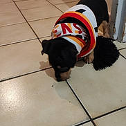 Tokyo participe au concours pour gagner de l'argent avec cette photo : puppy, dog, scarf, floor, tile, indoor, curious, black, tan, person, shoes, legs, home, pet, animal, cute, small, exploring, candid, background