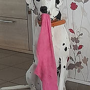 Stella a rejoint le concours — aidez-le/la à gagner de superbes lots ! dog, dalmatian, spotted_dog, pet, animal, canine, sitting, standing, pink_cloth, fabric, toy, chew_toy, mouth, black_spots, white_fur, floppy_ears, indoors, kitchen, cabinet, floral_wallpaper