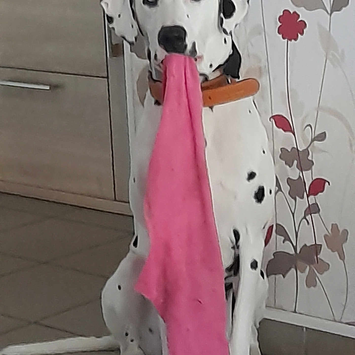 Stella a rejoint le concours — aidez-le/la à gagner de superbes lots ! dog, dalmatian, spotted_dog, pet, animal, canine, sitting, standing, pink_cloth, fabric, toy, chew_toy, mouth, black_spots, white_fur, floppy_ears, indoors, kitchen, cabinet, floral_wallpaper