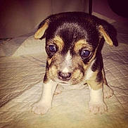 Ralfie is registered to the contest to win money with this photo: