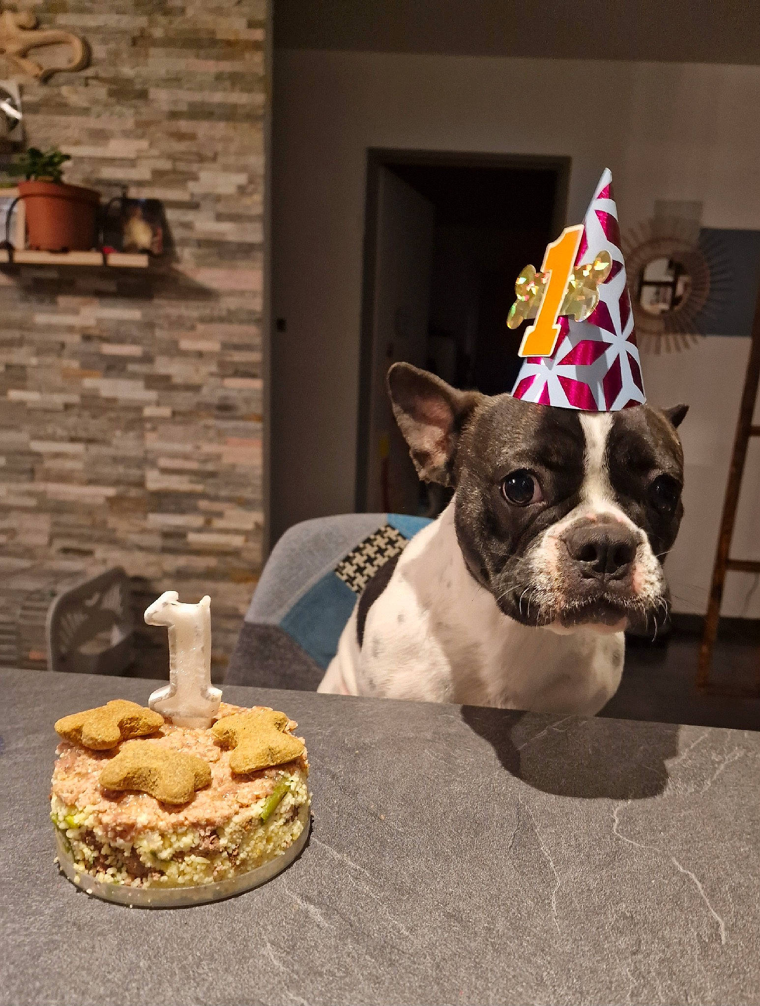 Talés participe au concours pour gagner de l'argent avec cette photo : carnivore, companion_dog, cooking, cuisine, dog, dog_breed, fawn, finger_food, food, ingredient, party_hat, plate, recipe, snout, sporting_group, table, tableware, whiskers, window, working_animal