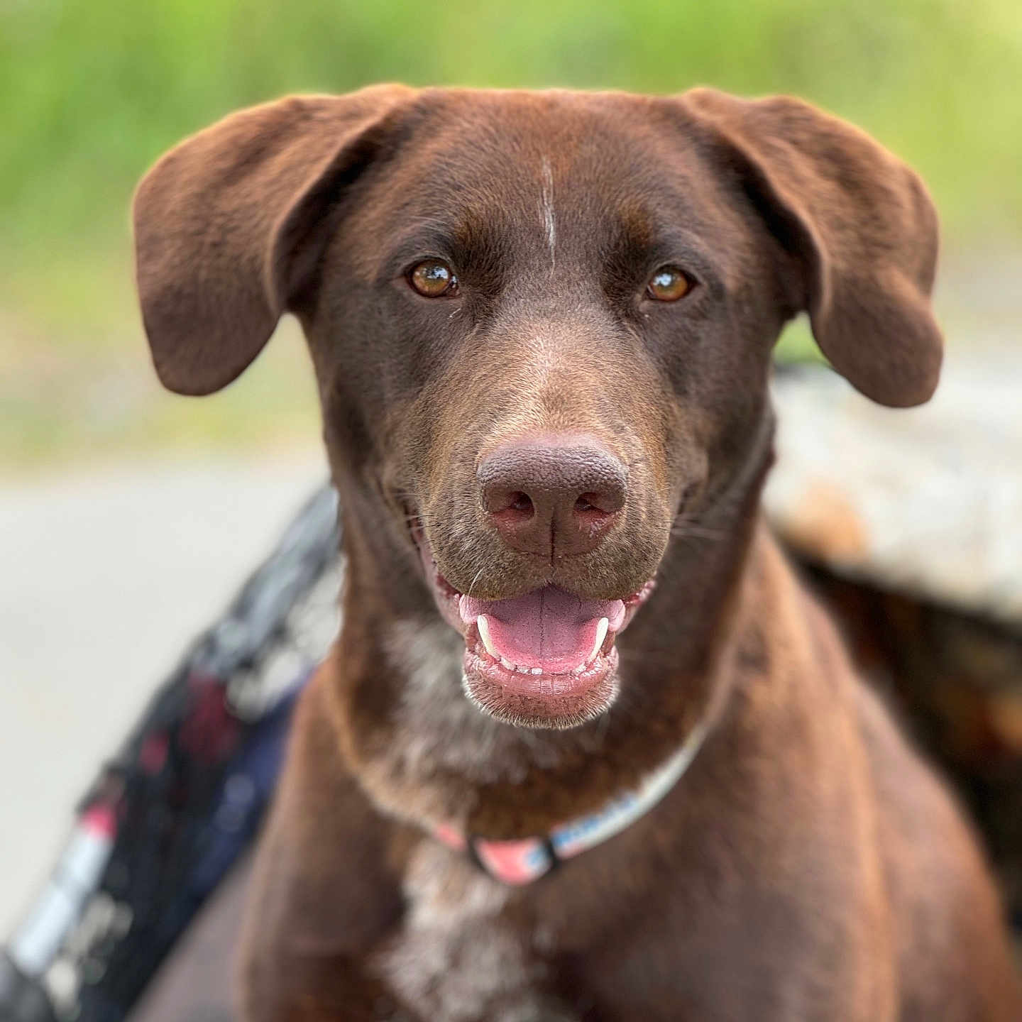 Athena joined the competition — help win amazing prizes! animal, blurred_background, brown_dog, canine, close_up, collar, companion, cute, dog, domestic_animal, ears, friendly, happy, mammal, nature, outdoor, pet, portrait, smiling, tongue_out