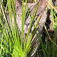 Citrouille a rejoint le concours — aidez-le/la à gagner de superbes lots ! cat, gray_cat, yellow_eyes, green_leaves, palm_leaves, plants, outdoor, nature, animal, whiskers, ears, sunlight, shadow, close_up, camouflage, pet, feline, wildlife, curious, hiding