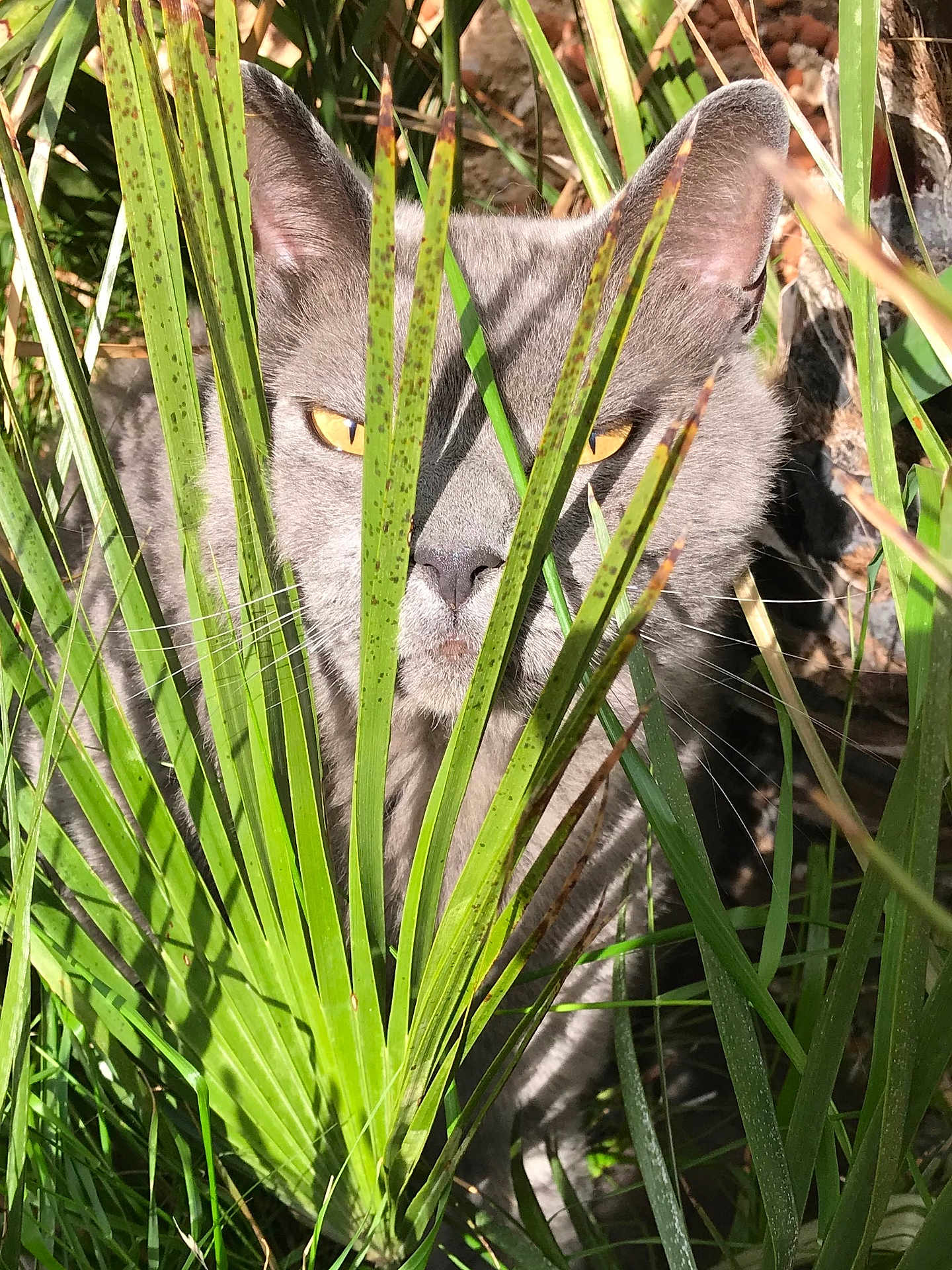 Citrouille a rejoint le concours — aidez-le/la à gagner de superbes lots ! cat, gray_cat, yellow_eyes, green_leaves, palm_leaves, plants, outdoor, nature, animal, whiskers, ears, sunlight, shadow, close_up, camouflage, pet, feline, wildlife, curious, hiding