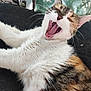 Câline a rejoint le concours — aidez-le/la à gagner de superbes lots ! cat, calico, yawning, fur, whiskers, mouth_open, teeth, tongue, relaxed, pet, animal, indoor, closeup, black_surface, green_chair, resting, cute, feline, sleepy, tabby