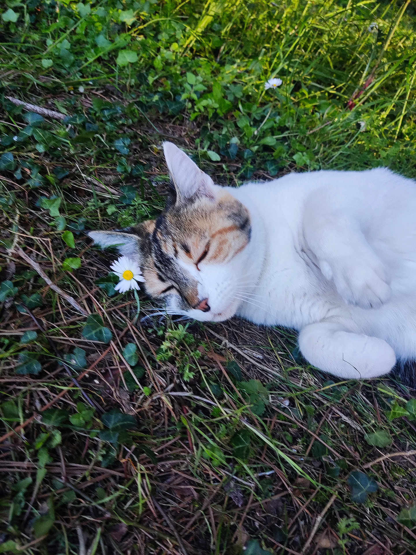 Câline