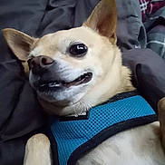 Tater joined the competition — help win amazing prizes! dog, small_dog, pet, lying_down, blue_harness, blanket, indoor, canine, close_up, playful, cute, fur, ears, smiling, animal, resting, companion, domestic, expression, happy