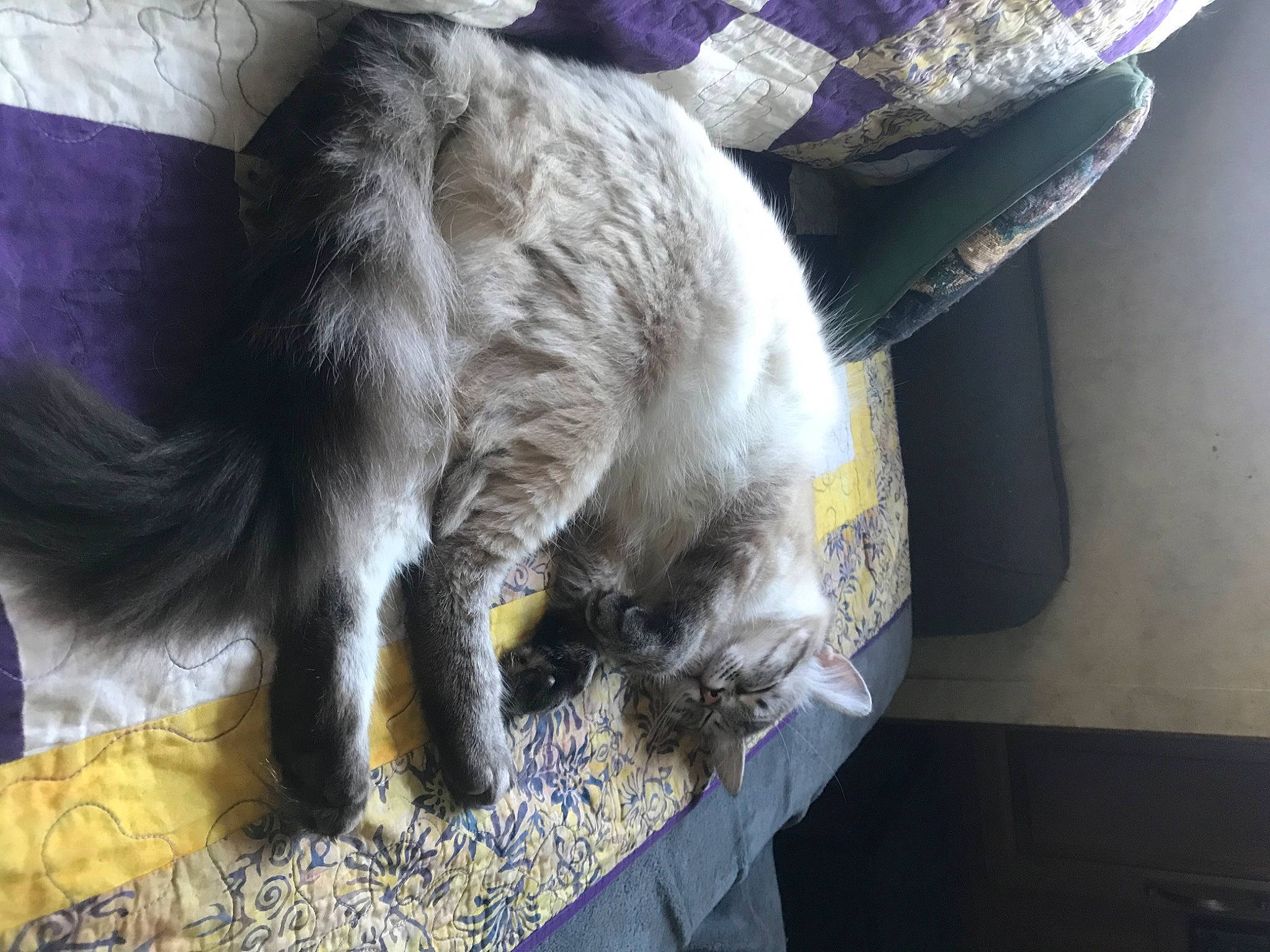 Zinnia joined the competition — help win amazing prizes! carnivore, cat, claw, comfort, domestic_short_haired_cat, felidae, fur, grey, nap, paw, small_to_medium_sized_cats, tail, whiskers
