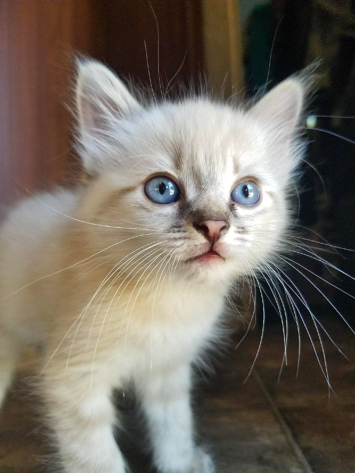 Zinnia is registered to the contest to win money with this photo: british_longhair, carnivore, cat, claw, domestic_short_haired_cat, electric_blue, fawn, felidae, fur, paw, photo_caption, small_to_medium_sized_cats, snout, tail, terrestrial_animal, thai, whiskers