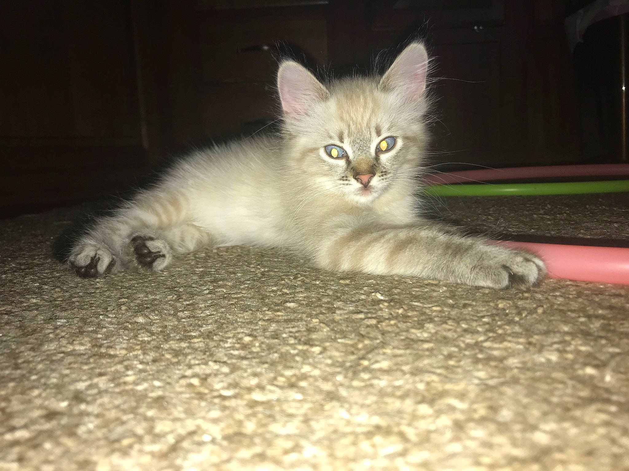 Zinnia joined the competition — help win amazing prizes! asphalt, carnivore, cat, claw, domestic_short_haired_cat, fawn, felidae, flooring, fur, paw, road_surface, small_to_medium_sized_cats, snout, tail, terrestrial_animal, whiskers, wood