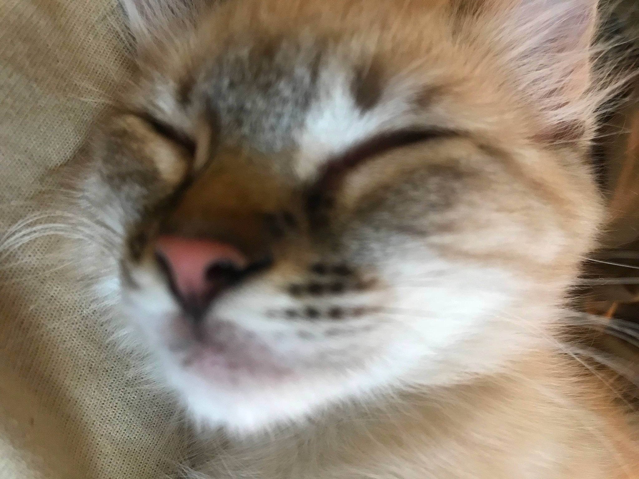 Zinnia is registered to the contest to win money with this photo: carnivore, cat, claw, close_up, domestic_short_haired_cat, eye, fawn, felidae, fur, head, iris, nose, paw, small_to_medium_sized_cats, snout, tail, terrestrial_animal, whiskers, wildlife