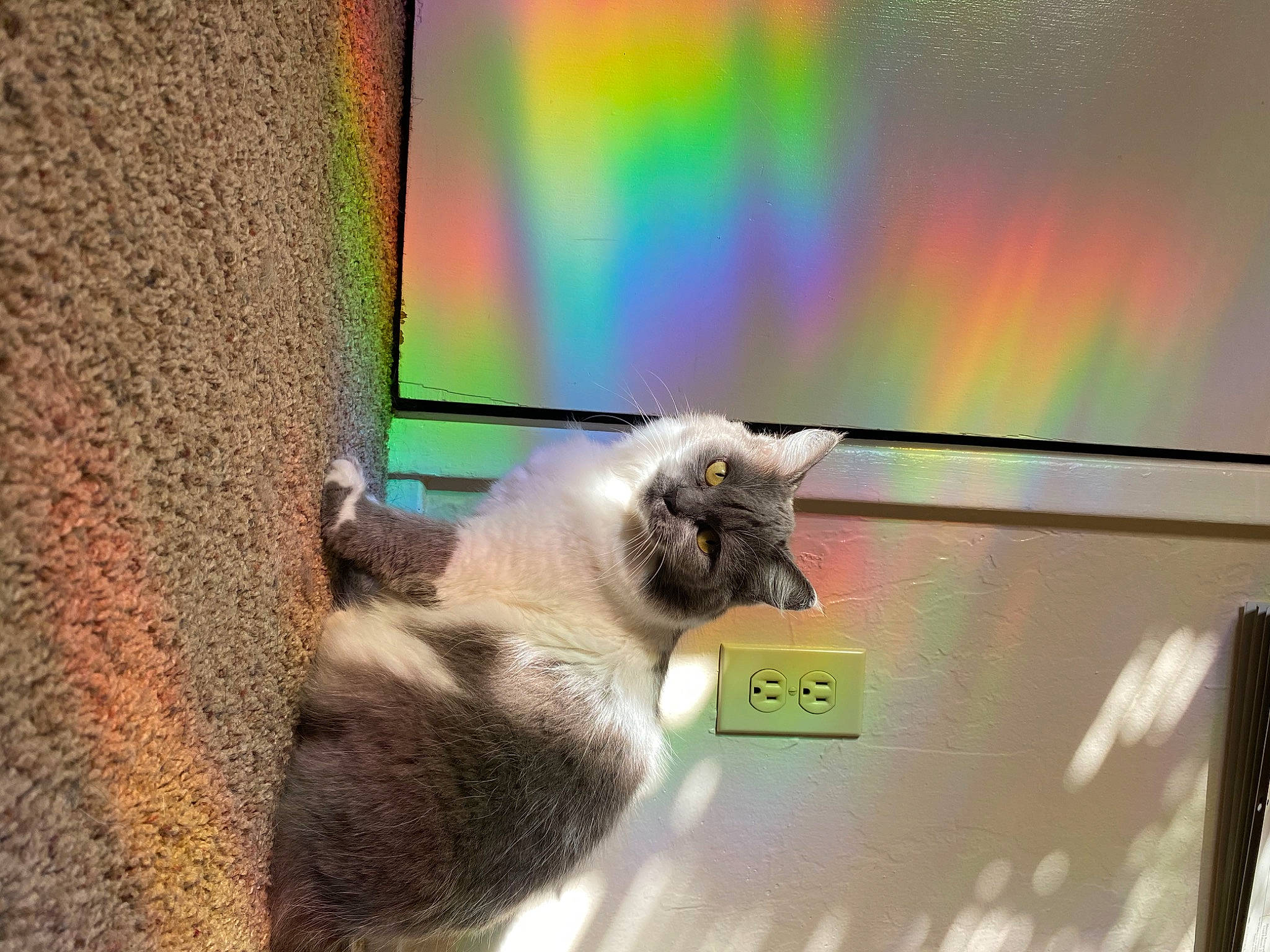 Juniper joined the competition — help win amazing prizes! balinese, carnivore, cat, domestic_short_haired_cat, door, fawn, felidae, fur, plant, small_to_medium_sized_cats, tail, tints_and_shades, tree, trunk, visual_arts, whiskers, window, wood