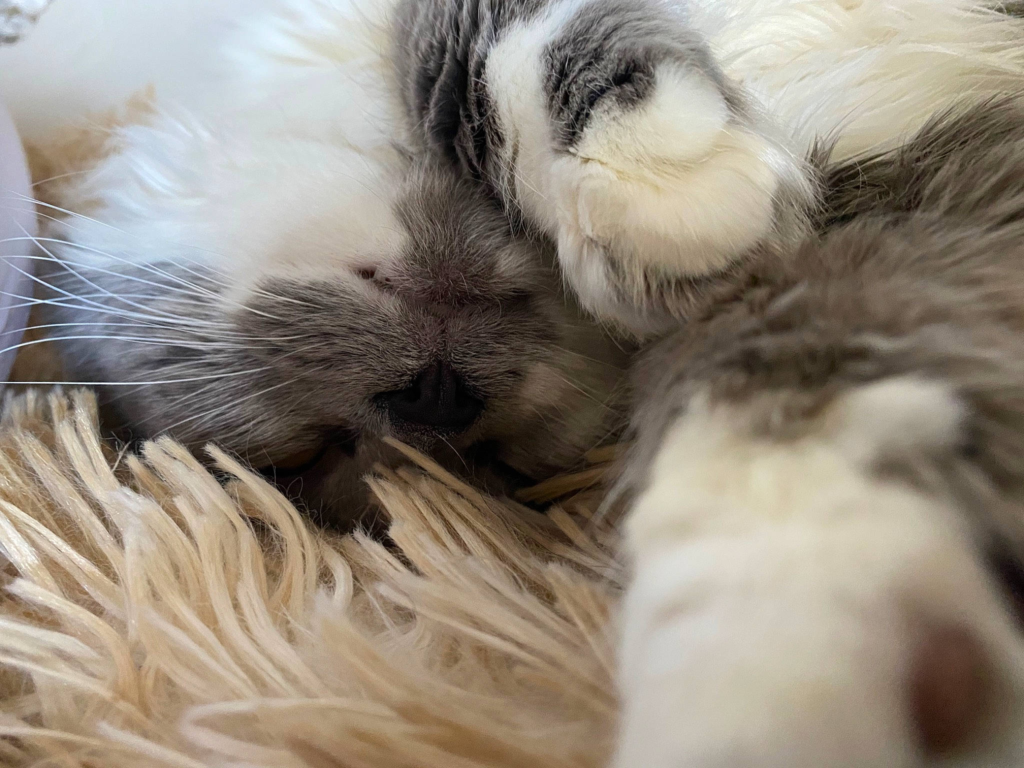 Juniper joined the competition — help win amazing prizes! carnivore, cat, claw, close_up, comfort, fawn, feather, felidae, fur, nap, natural_material, paw, ragdoll, sleep, small_to_medium_sized_cats, snout, tail, terrestrial_animal, whiskers, wool