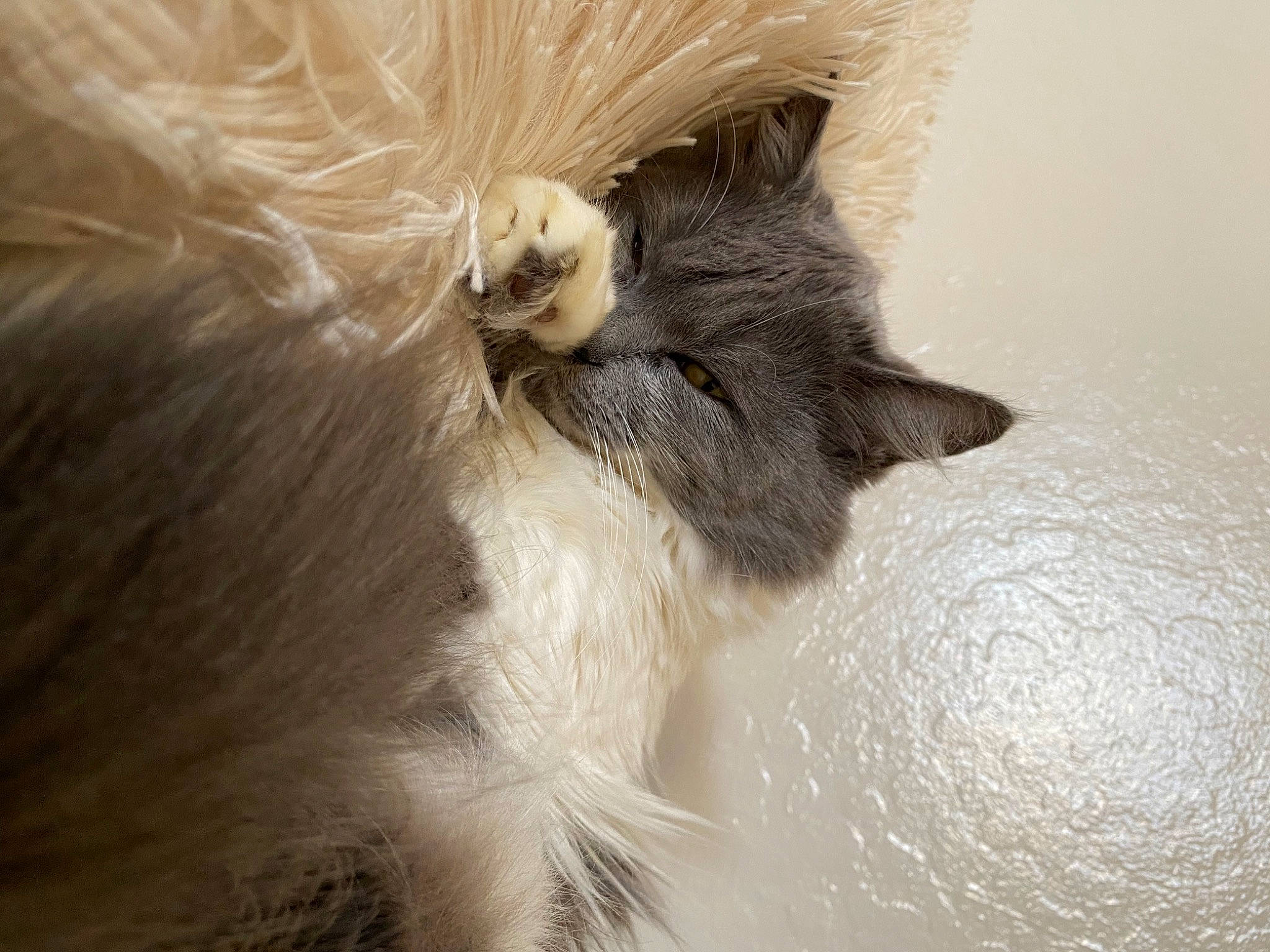 Juniper joined the competition — help win amazing prizes! canidae, carnivore, cat, claw, comfort, companion_dog, dog_breed, fawn, feather, felidae, fur, paw, small_to_medium_sized_cats, tail, terrestrial_animal, whiskers, wood