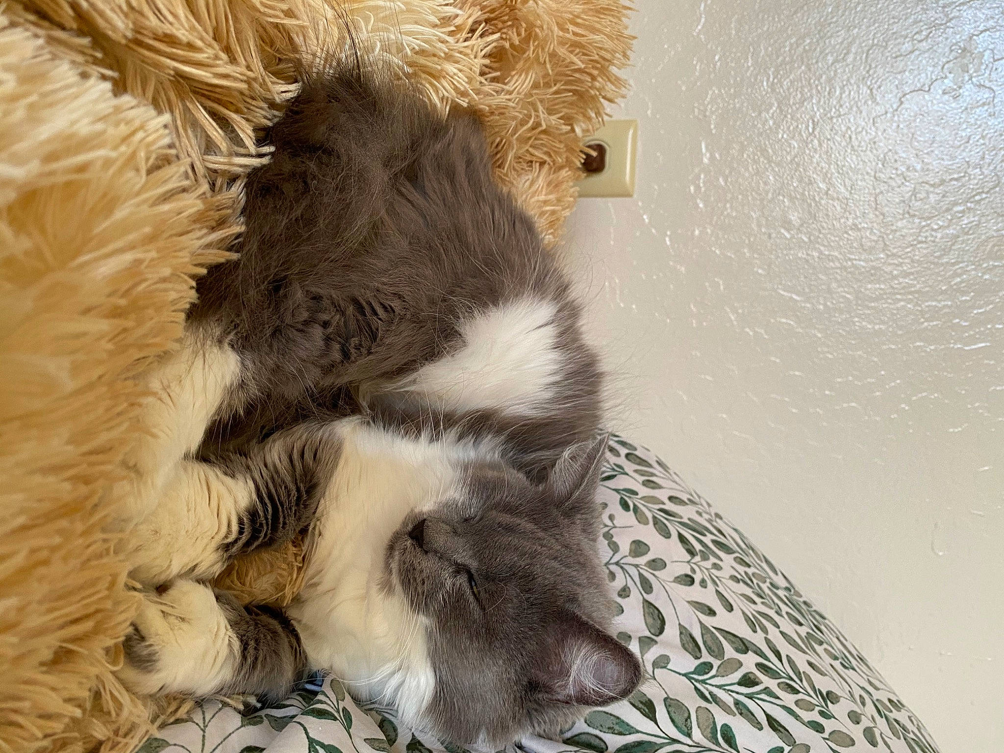 Juniper is registered to the contest to win money with this photo: canidae, carnivore, cat, claw, comfort, companion_dog, dog_breed, domestic_short_haired_cat, fawn, felidae, fur, paw, small_to_medium_sized_cats, snout, sporting_group, tail, terrestrial_animal, toy, whiskers, working_animal