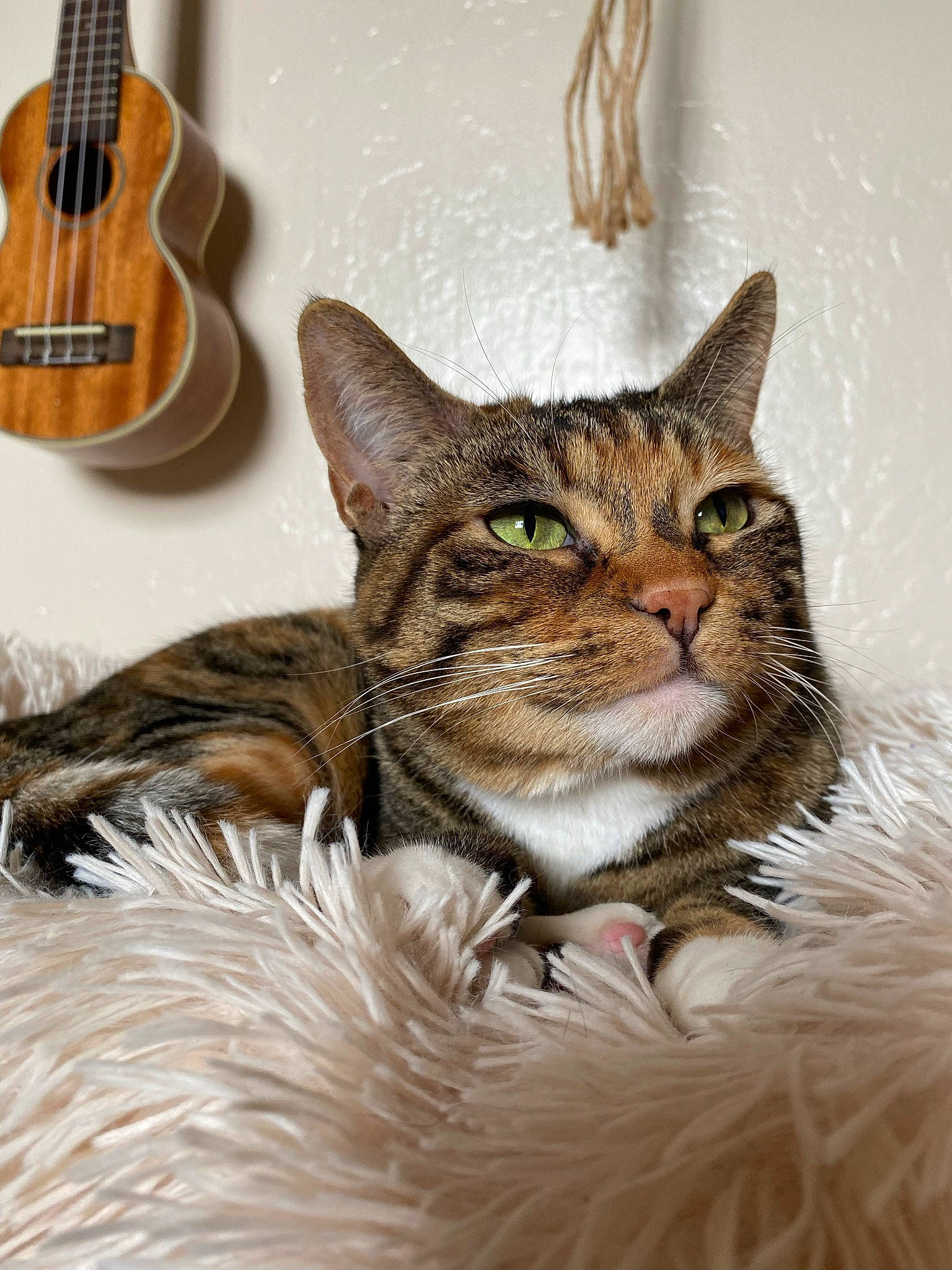 Sage is registered to the contest to win money with this photo: carnivore, cat, domestic_short_haired_cat, electronic_musical_instrument, fawn, felidae, fur, guitar, guitar_accessory, musical_instrument, musical_instrument_accessory, plucked_string_instruments, small_to_medium_sized_cats, snout, string_instrument, string_instrument_accessory, terrestrial_animal, whiskers, wood