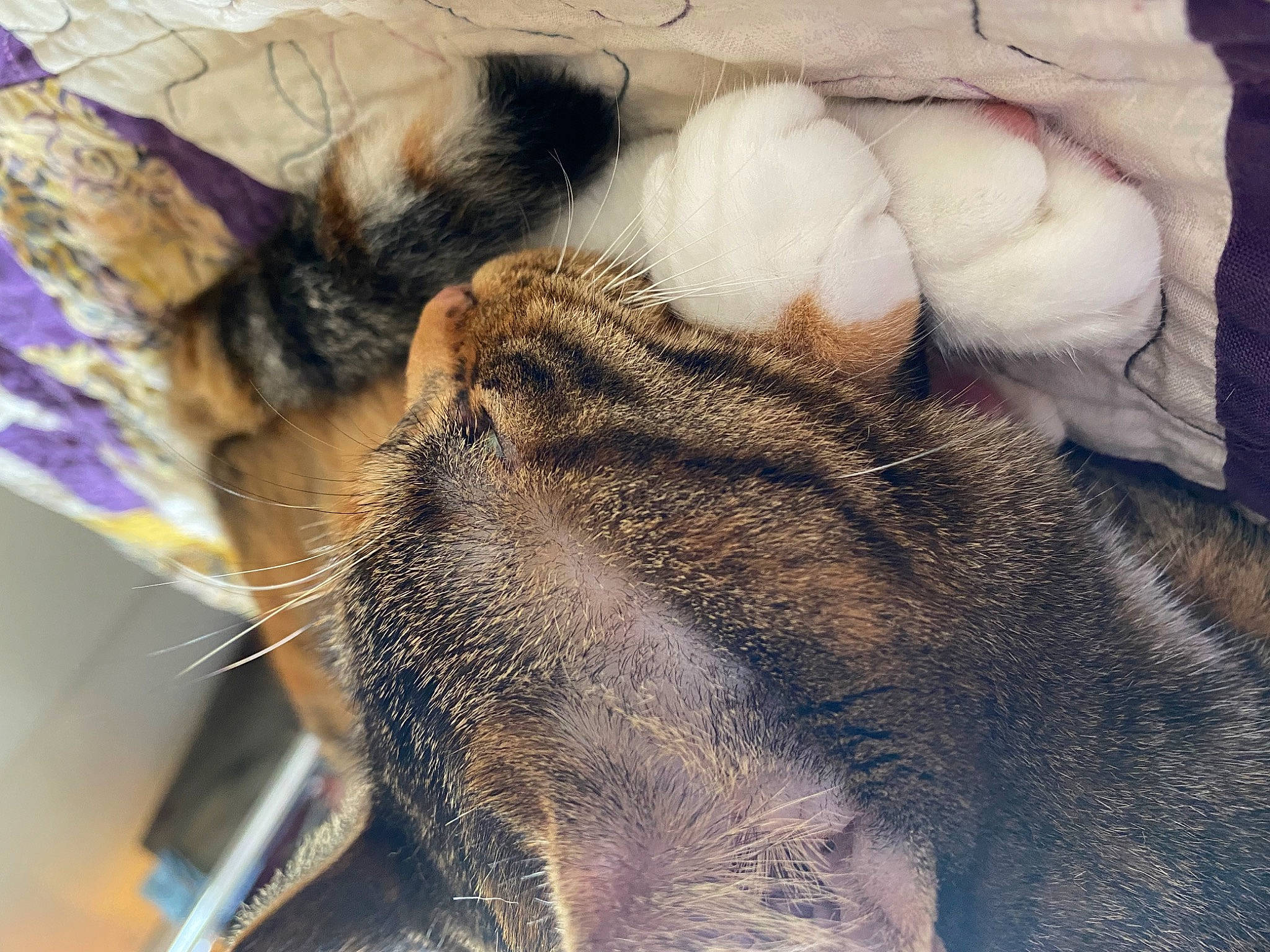 Sage is registered to the contest to win money with this photo: carnivore, cat, claw, comfort, domestic_short_haired_cat, ear, fawn, felidae, fur, gesture, nap, paw, sleep, small_to_medium_sized_cats, snout, tail, terrestrial_animal, whiskers
