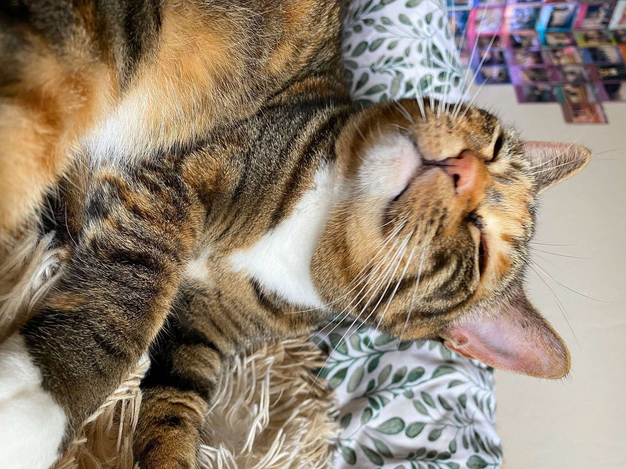 Sage is registered to the contest to win money with this photo: carnivore, cat, claw, close_up, comfort, domestic_short_haired_cat, ear, fawn, felidae, fur, mammal, nap, organism, paw, small_to_medium_sized_cats, snout, terrestrial_animal, vertebrate, whiskers, wildlife