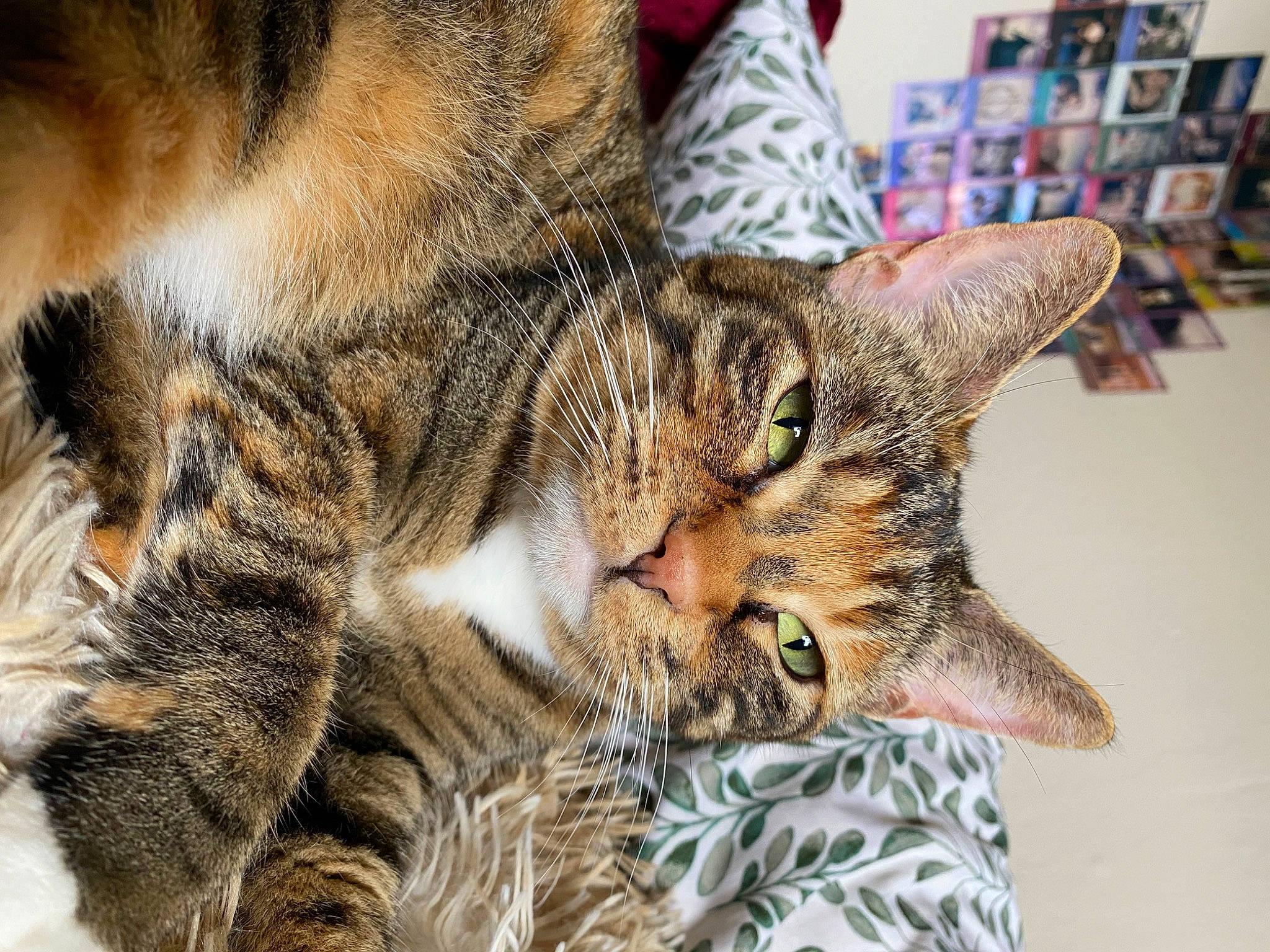 Sage joined the competition — help win amazing prizes! bookcase, carnivore, cat, claw, close_up, domestic_short_haired_cat, felidae, fur, grass, organism, pattern, paw, shelf, small_to_medium_sized_cats, snout, terrestrial_animal, whiskers, wildlife