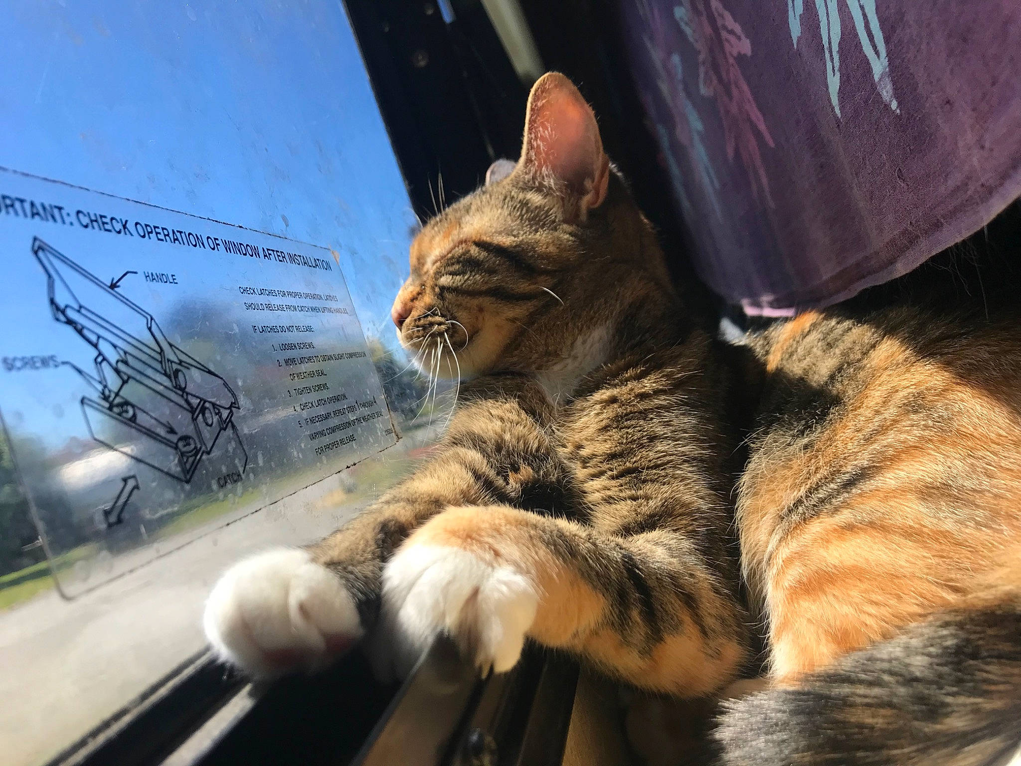 Sage joined the competition — help win amazing prizes! carnivore, cat, claw, comfort, domestic_short_haired_cat, felidae, fur, paw, plant, sitting, small_to_medium_sized_cats, snout, tail, terrestrial_animal, tree, whiskers