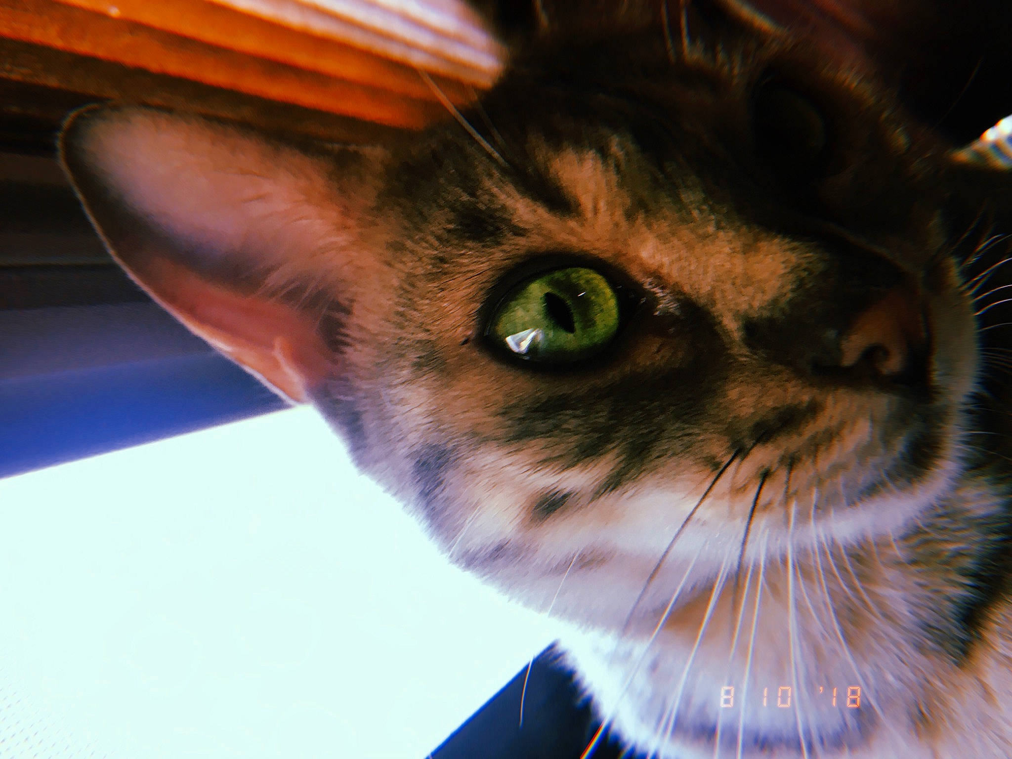 Basil is registered to the contest to win money with this photo: carnivore, cat, curious, domestic_short_haired_cat, electric_blue, felidae, fur, grass, iris, small_to_medium_sized_cats, snout, tree, whiskers, window