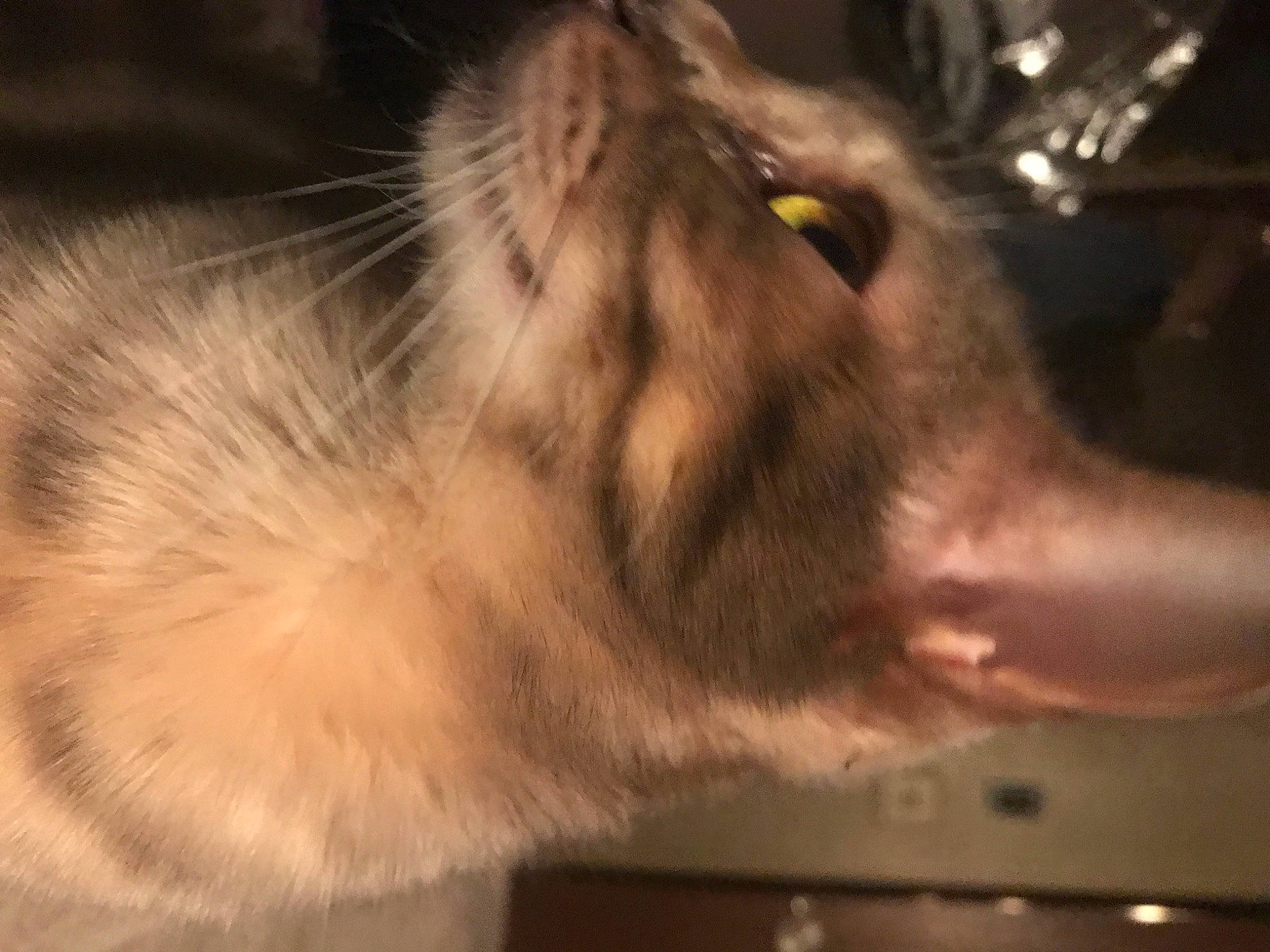 Basil joined the competition — help win amazing prizes! carnivore, cat, claw, domestic_short_haired_cat, ear, eye, fang, fawn, felidae, fur, human_body, paw, small_to_medium_sized_cats, snout, tail, whiskers, wildlife