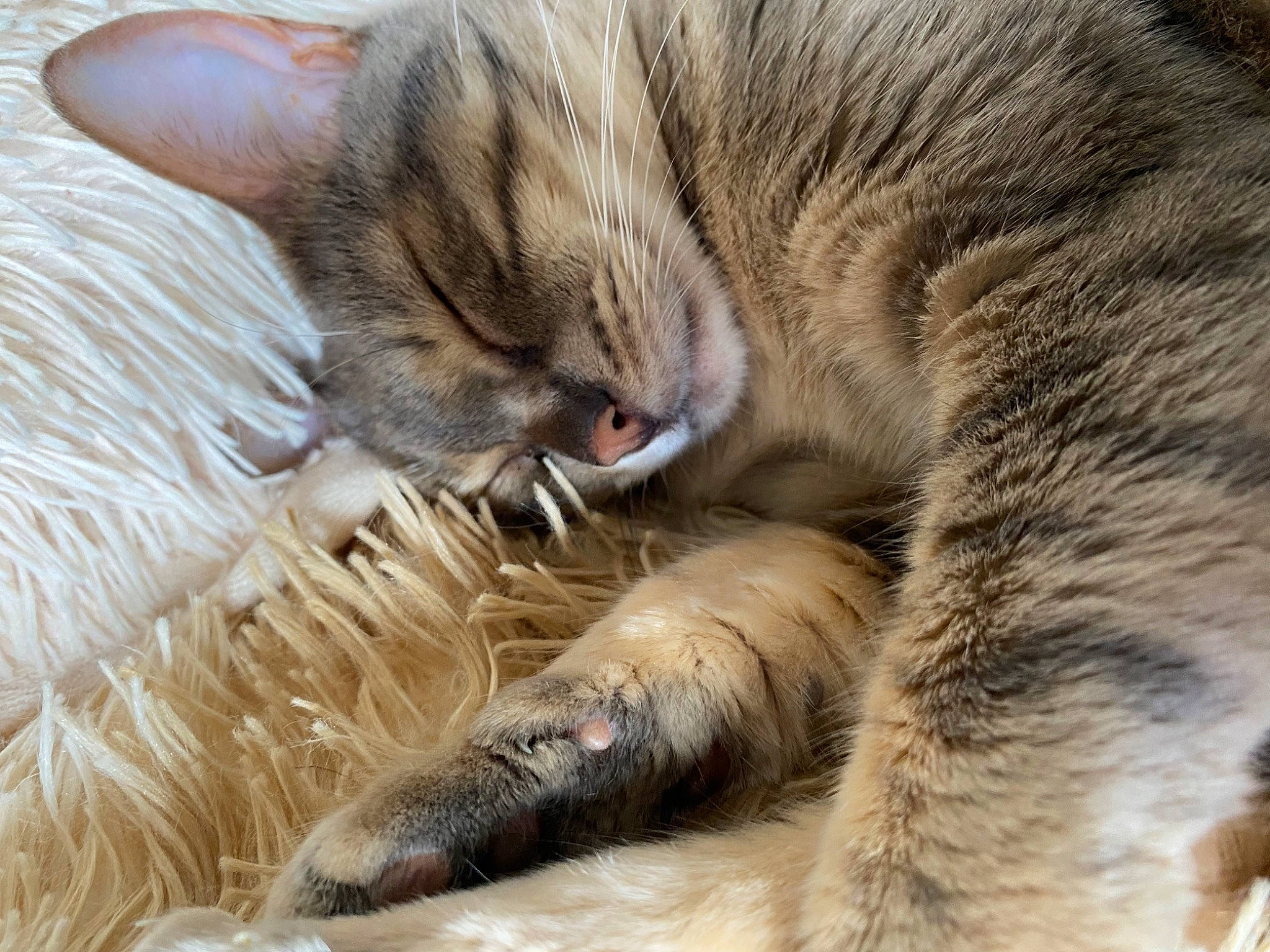 Basil is registered to the contest to win money with this photo: carnivore, cat, claw, comfort, domestic_short_haired_cat, fawn, felidae, foot, fur, nap, paw, sleep, small_to_medium_sized_cats, snout, tail, terrestrial_animal, whiskers, wildlife