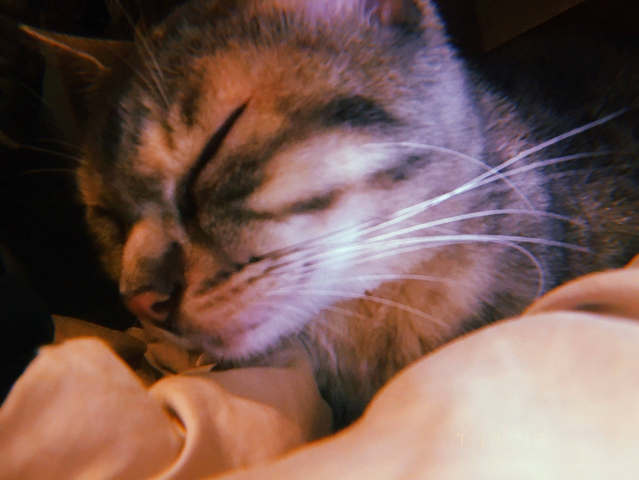 Basil is registered to the contest to win money with this photo: bed, carnivore, cat, claw, close_up, comfort, domestic_short_haired_cat, ear, fawn, felidae, finger, fur, nail, nap, paw, small_to_medium_sized_cats, snout, tail, terrestrial_animal, whiskers