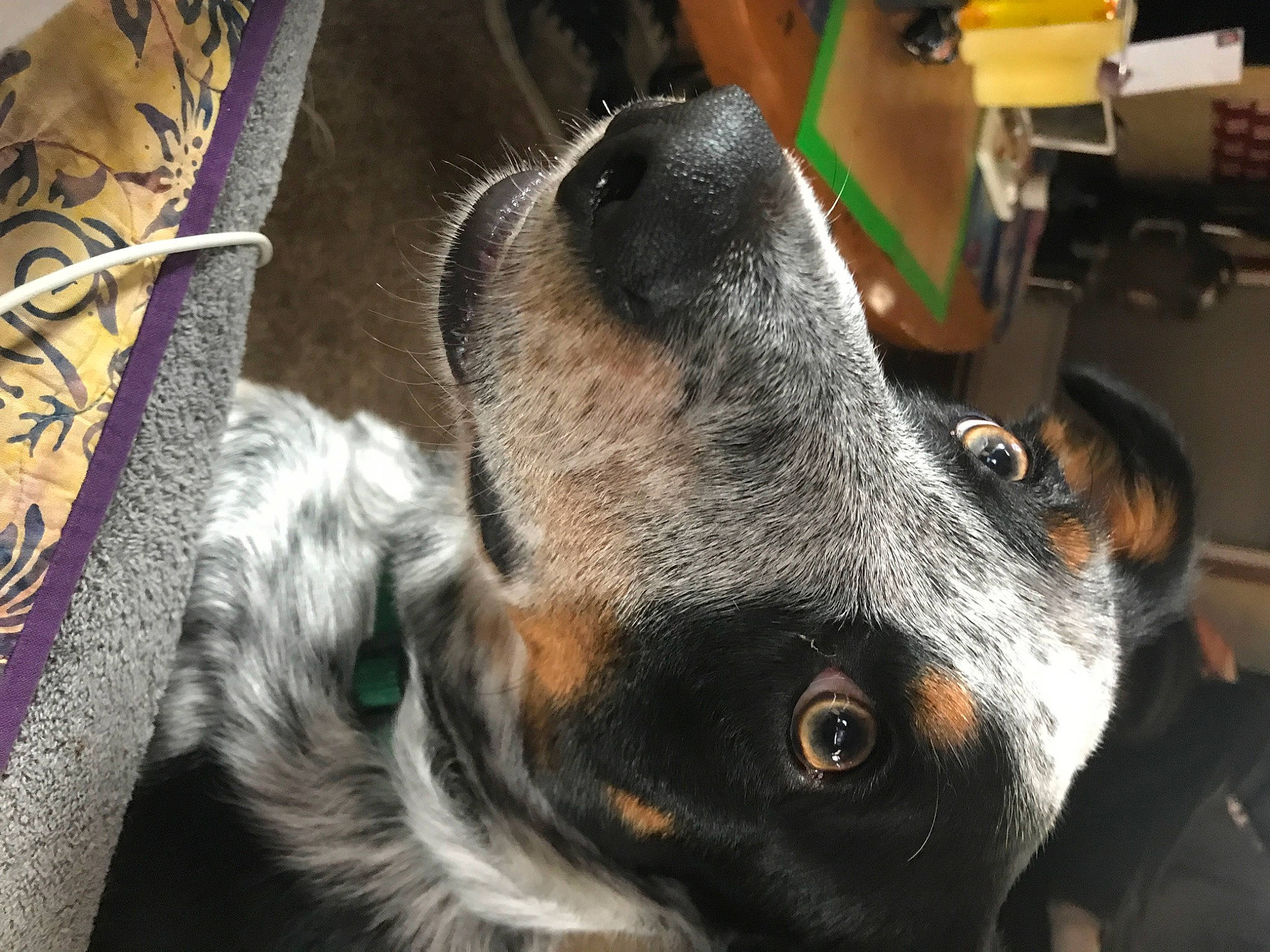 Flóki is registered to the contest to win money with this photo: canidae, carnivore, collar, companion_dog, computer_keyboard, dog, dog_breed, dog_collar, ear, fawn, fur, guard_dog, hound, paw, scent_hound, snout, sporting_group, whiskers, working_animal, working_dog