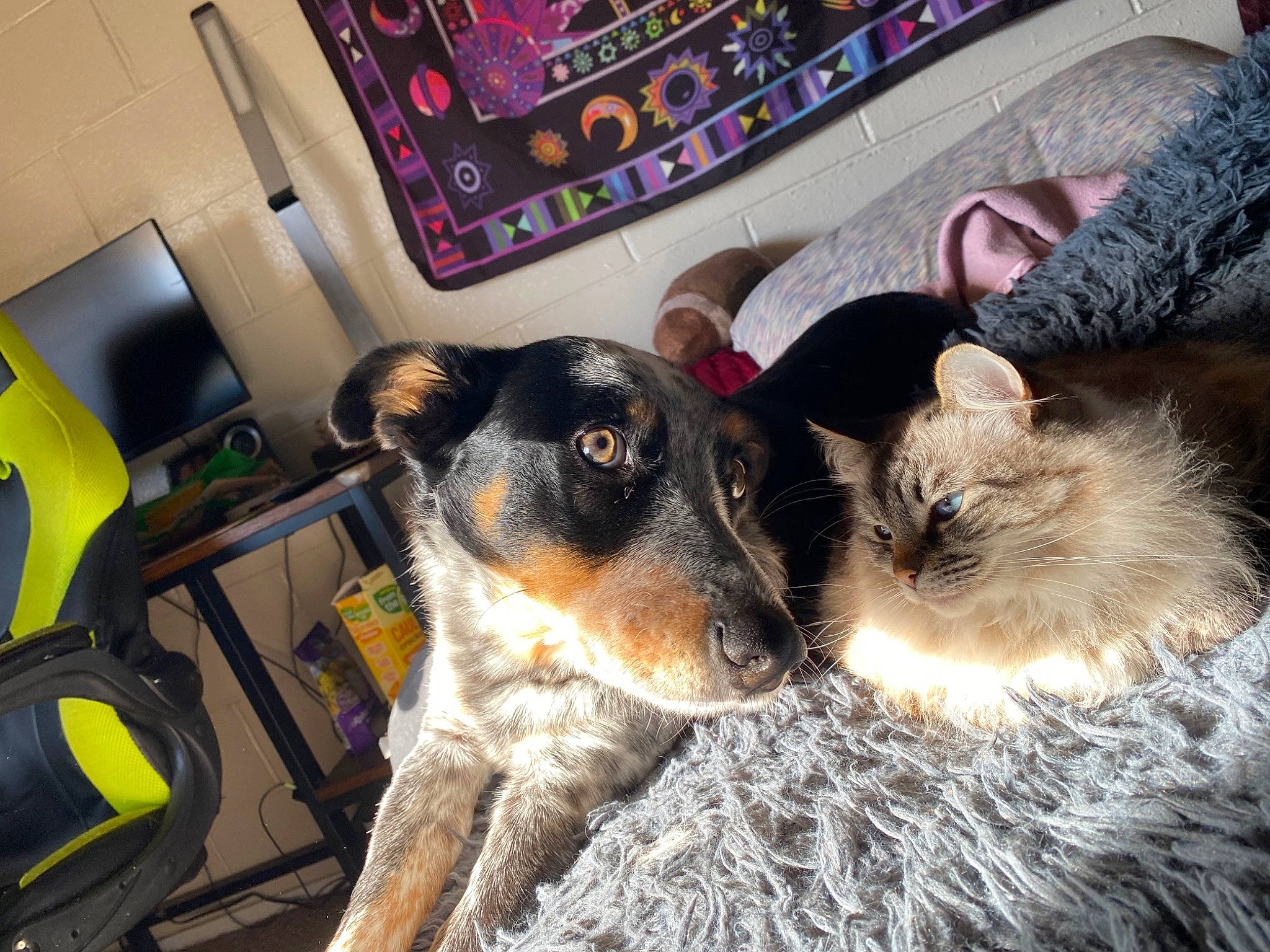 Flóki joined the competition — help win amazing prizes! canidae, carnivore, chair, companion_dog, dog, dog_breed, ear, eyewear, fur, snout, sporting_group, tableware, whiskers