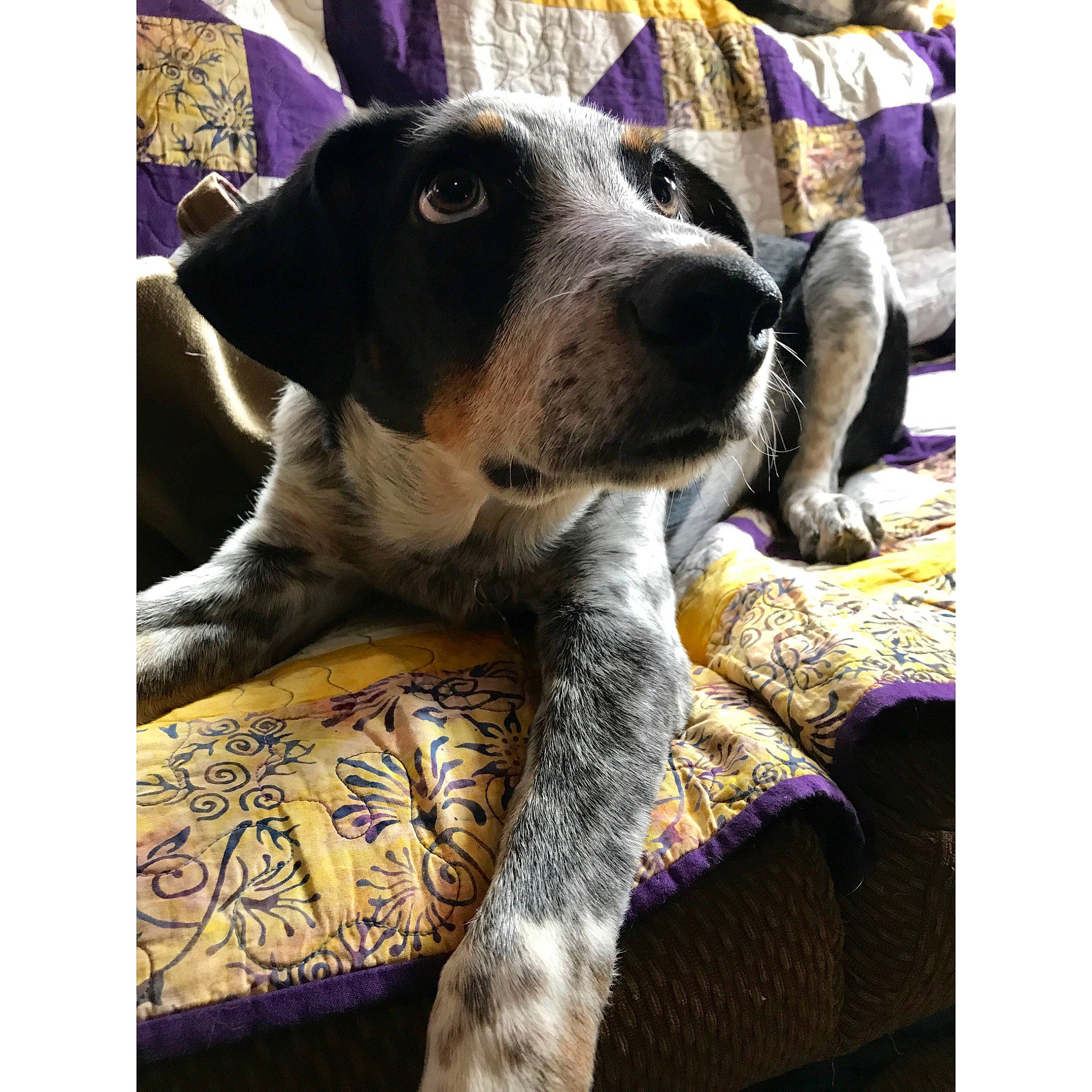 Flóki joined the competition — help win amazing prizes! canidae, carnivore, comfort, companion_dog, couch, dog, dog_breed, electronic_device, fawn, flooring, fur, happy, linens, rectangle, sitting, snout, sporting_group, square, whiskers, working_animal