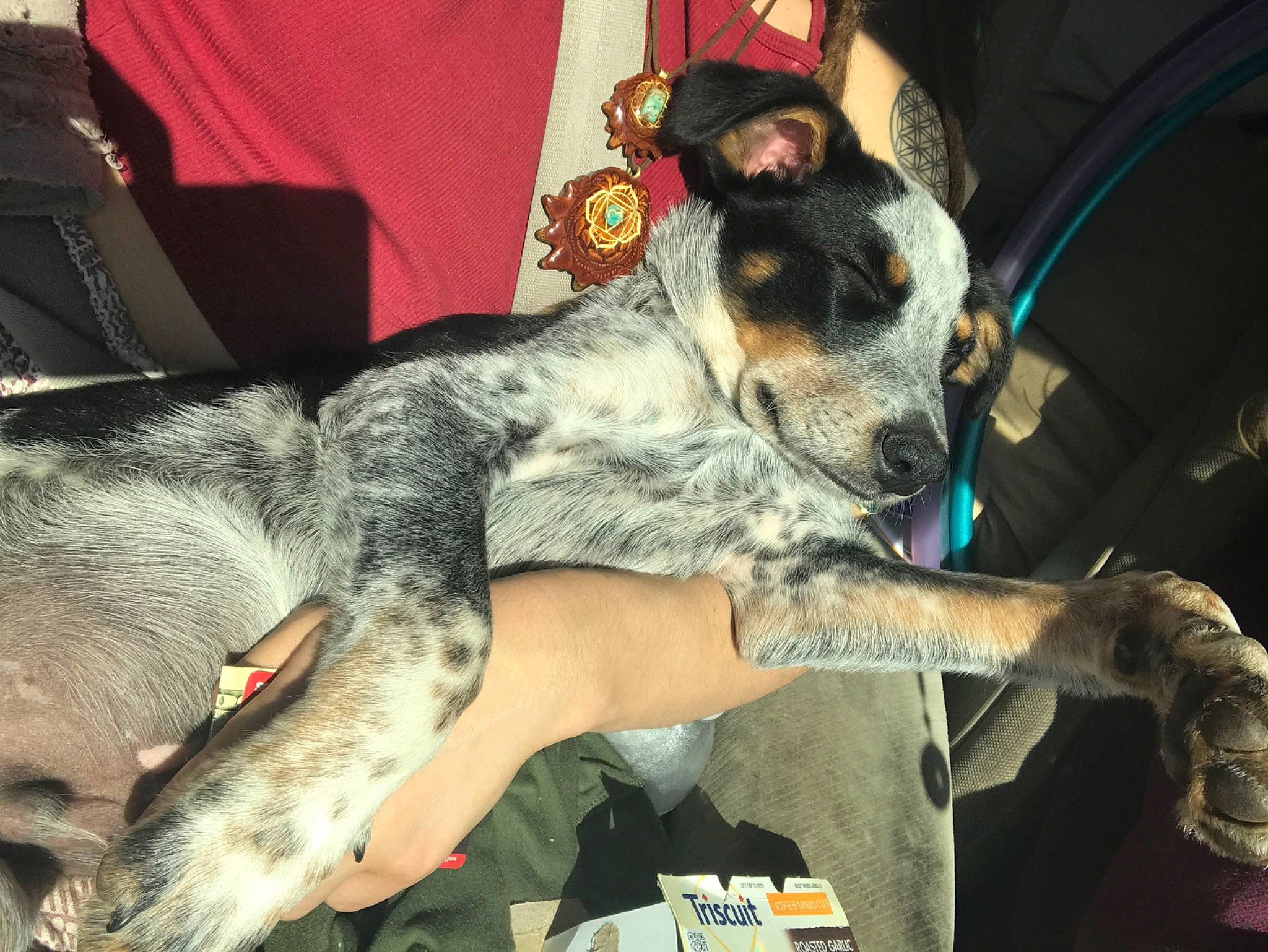 Flóki joined the competition — help win amazing prizes! australian_cattle_dog, australian_stumpy_tail_cattle_dog, canidae, carnivore, companion_dog, couch, dog, dog_breed, fur, herding_dog, koolie, military_camouflage, paw, snout, sporting_group, tail, texas_heeler, whiskers, working_animal, working_dog
