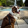 Alcora participe au concours pour gagner de l'argent avec cette photo : bench, brown_fur, canine, daytime, dog, fountain, greenery, happy, leash, nature, outdoor, park, pavement, pet, sitting, sunlight, tongue_out, trees, water, white_fur