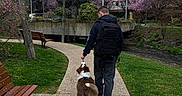 Alcora participe au concours pour gagner de l'argent avec cette photo : backpack, bench, blossom_trees, bridge, brown_dog, building, dog, flag, grass, jacket, overcast_sky, park, path, person_back, river, shoe, sidewalk, trees, urban_park, walking