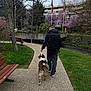 backpack, bench, blossom_trees, bridge, brown_dog, building, dog, flag, grass, jacket, overcast_sky, park, path, person_back, river, shoe, sidewalk, trees, urban_park, walking