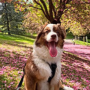 Alcora participe au concours pour gagner de l'argent avec cette photo : animal, blossom, canine, dog, flower_petals, fur, grass, happy, leash, nature, outdoor, park, pet, scenic, sitting, smiling, spring, sunlight, tongue_out, tree