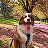 animal, blossom, canine, dog, flower_petals, fur, grass, happy, leash, nature, outdoor, park, pet, scenic, sitting, smiling, spring, sunlight, tongue_out, tree