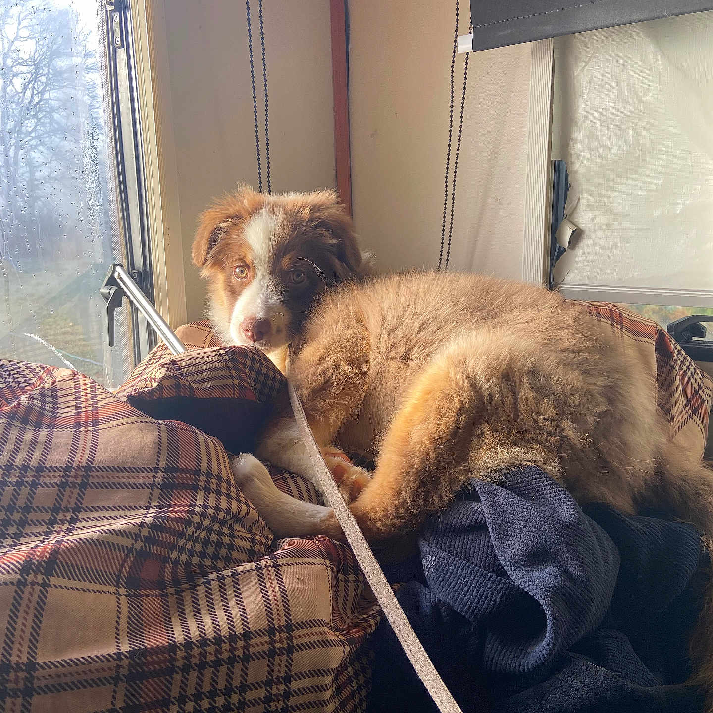 Alcora participe au concours pour gagner de l'argent avec cette photo : animal, blanket, brown, cozy, curious, cushion, cute, dog, face, fur, home, indoor, leash, pet, plaid, puppy, resting, sunlight, white, window