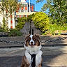 Alcora participe au concours pour gagner de l'argent avec cette photo : alert, animal, blue_sky, brown_and_white, building, chain, daylight, dog, flag, greenery, happy, harness, leash, monument, nature, outdoor, paved_area, pet, sitting, trees