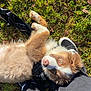 animal, black_pants, brown_and_white, closeup, cute, daytime, dog, fluffy, grass, leash, legs, nature, outdoor, person, pet, playful, puppy, resting, sneakers, sunlight