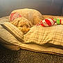 dog, bed, pillow, toy, plush_toy, blanket, carpet, indoor, resting, sleeping, curly_fur, bandana, holiday, festive, cozy, pet, animal, cute, relaxed, fur