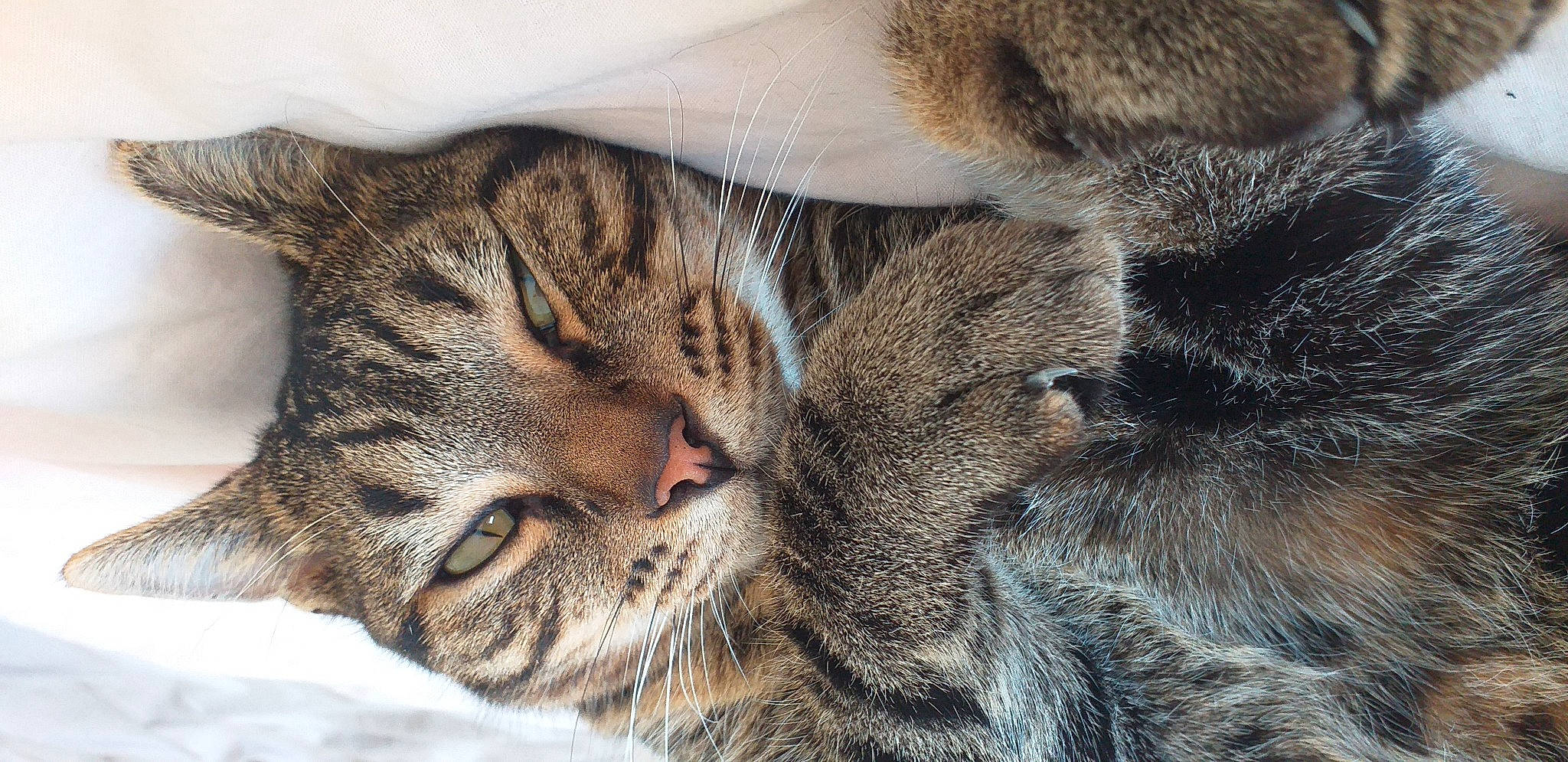 Kim a rejoint le concours — aidez-le/la à gagner de superbes lots ! american_shorthair, asian, carnivore, cat, close_up, domestic_short_haired_cat, dragon_li, european_shorthair, eye, felidae, fur, kitten, mammal, pixie_bob, skin, small_to_medium_sized_cats, snout, tabby_cat, whiskers, wild_cat