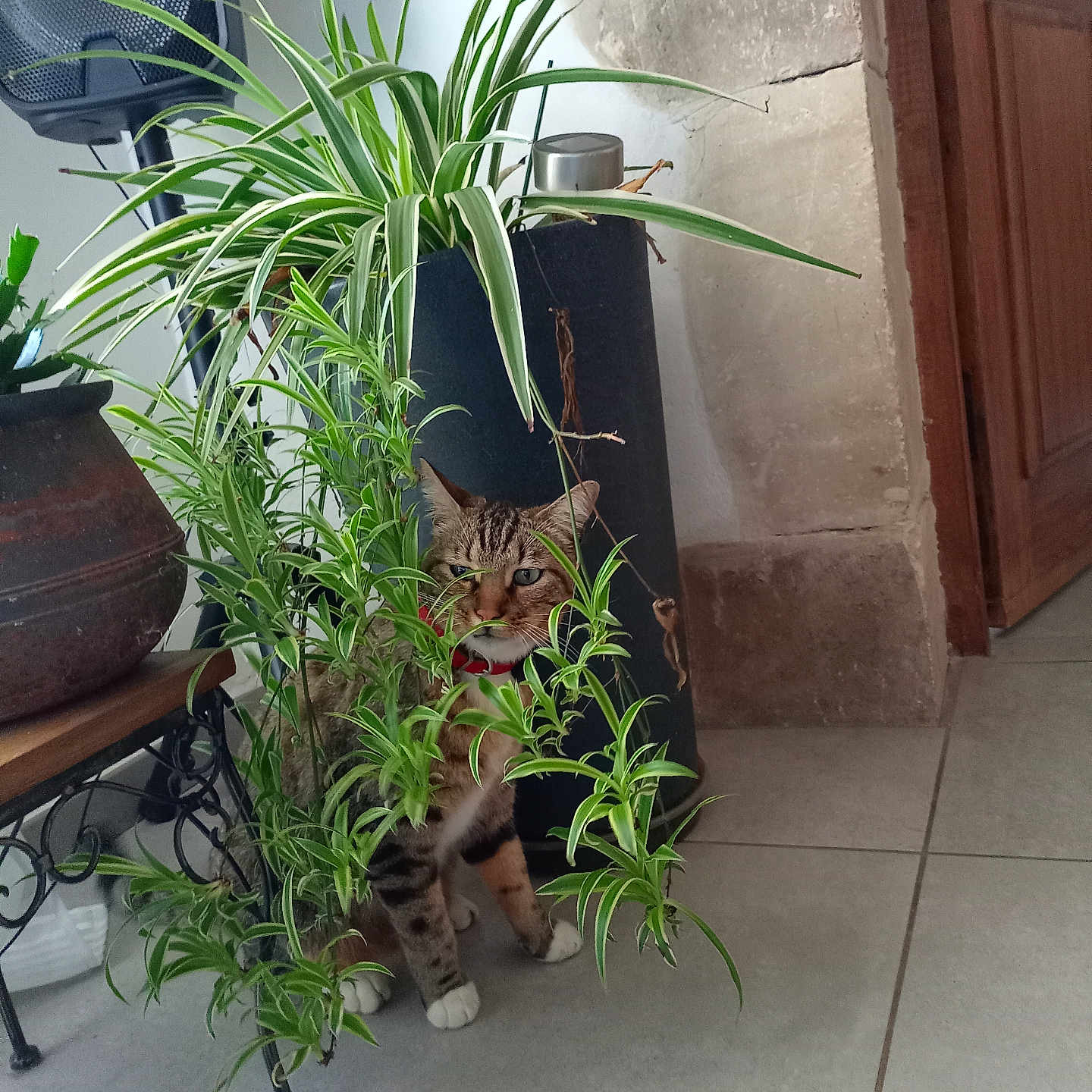 Minou a rejoint le concours — aidez-le/la à gagner de superbes lots ! abyssinian, animal, cat, cookware, electronics, flower, herbal, herbs, jar, path, pet, plant, planter, pot, pottedplant, pottery, speaker, vase, walkway, wood