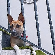 Laya a rejoint le concours — aidez-le/la à gagner de superbes lots ! dog, canine, pet, brown_fur, white_paws, pointed_ears, collar, outdoor, staircase, railing, wall, clock, architecture, portrait, looking_at_camera, hanging, resting, funny, daylight, home
