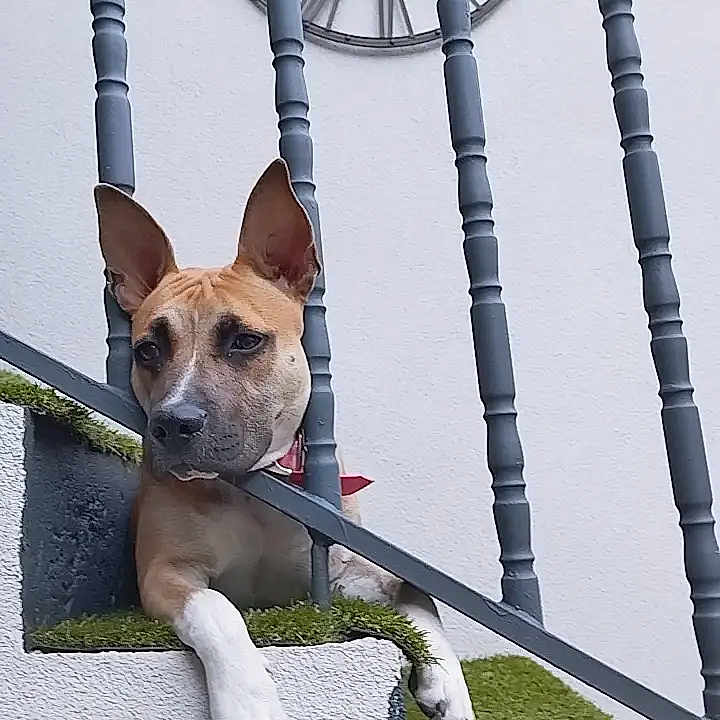 Laya