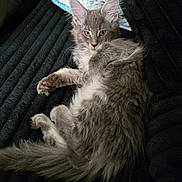 Ghost joined the competition — help win amazing prizes! cat, kitten, fluffy, grey, pet, animal, ears, whiskers, paw, tail, blanket, cushion, indoor, resting, relaxed, fur, cute, closeup, cozy, soft