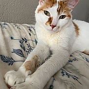 Marbles is registered to the contest to win money with this photo: cat, orange_and_white_cat, pet, animal, feline, paws, stretching, blanket, floral_pattern, indoor, close_up, relaxed, cute, fur, whiskers, ears, green_eyes, resting, cozy, soft_texture